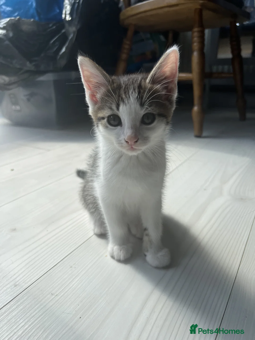 Manx cats for sale: 3 Adorable Kittens Looking for Loving Homes in Birmingham - Advert 7