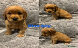 Cocker Spaniel dogs for sale: Cocker spaniel puppys READY SOON - Image 1
