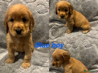 Cocker Spaniel dogs for sale - Advert 1