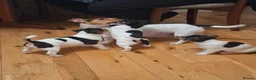 Jack Russell dogs for sale:  jack russel puppies  - Advert 5