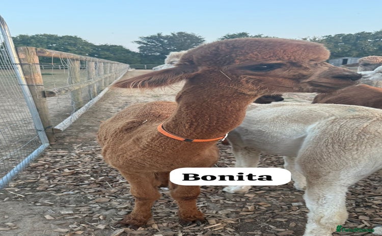 Alpaca livestock - Advert 7