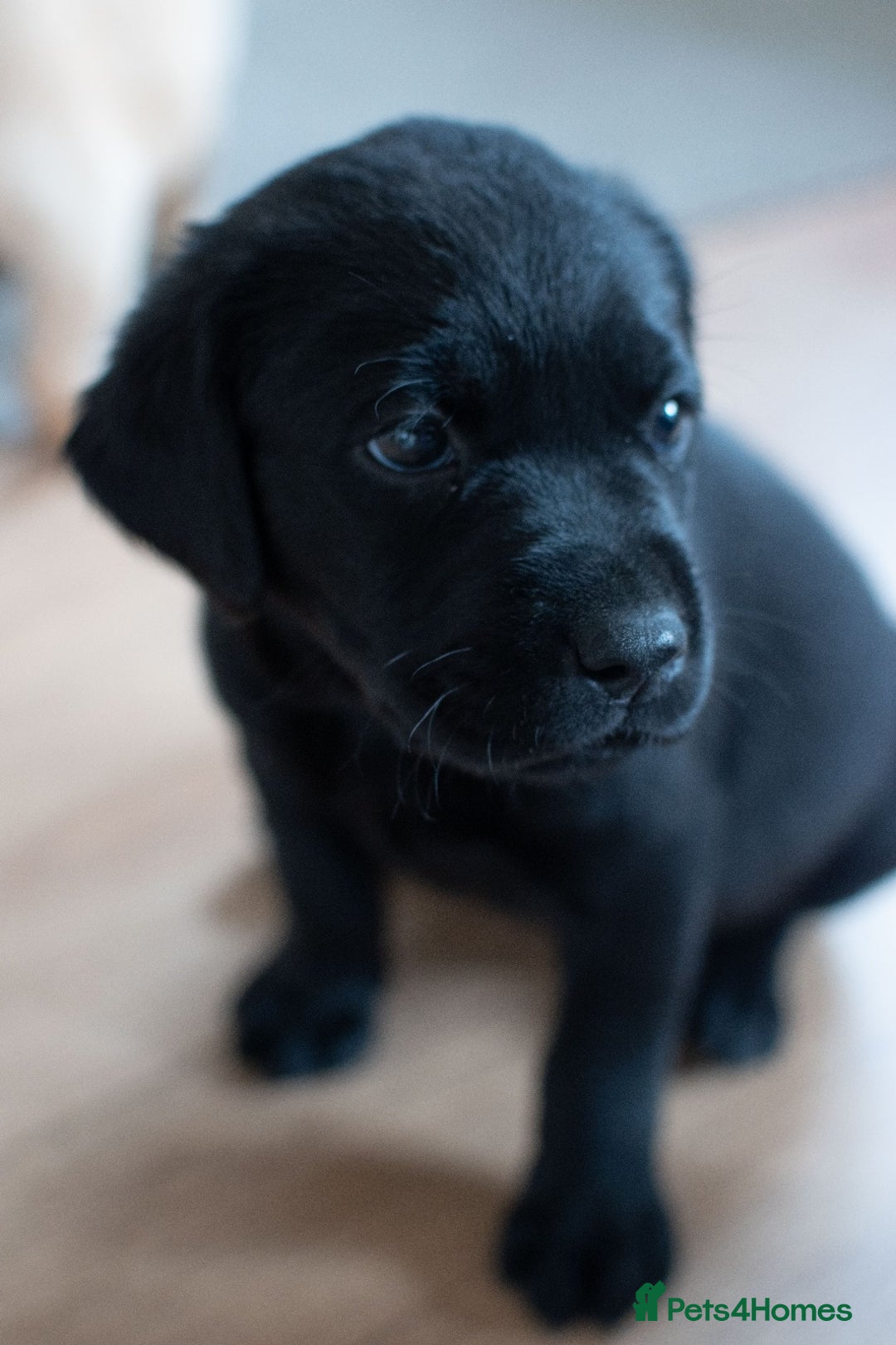 Labrador Retriever dogs for sale: Adorable Labrador Retriever Puppies  🐶💛 - Image 7