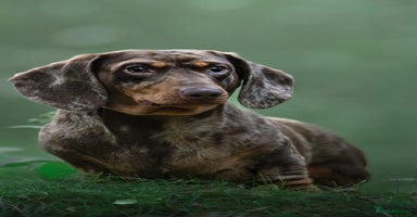 Miniature Dachshund dogs - Advert 3