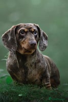 Miniature Dachshund dogs - Advert 7