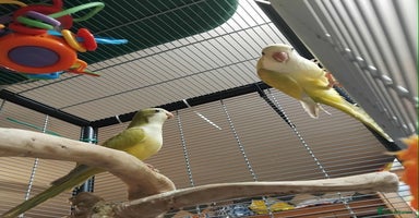 Parrots birds - Advert 16