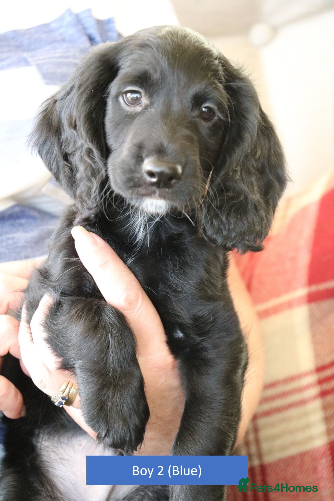 Cocker Spaniel dogs Health Tested Cocker Spaniel Puppies - Advert 13