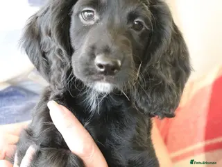 Cocker Spaniel dogs Health Tested Cocker Spaniel Puppies - Advert 13