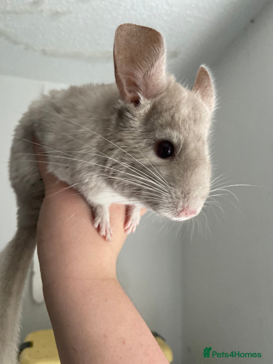 Chinchilla rodents for sale: Chinchillas for sale  - Image 3