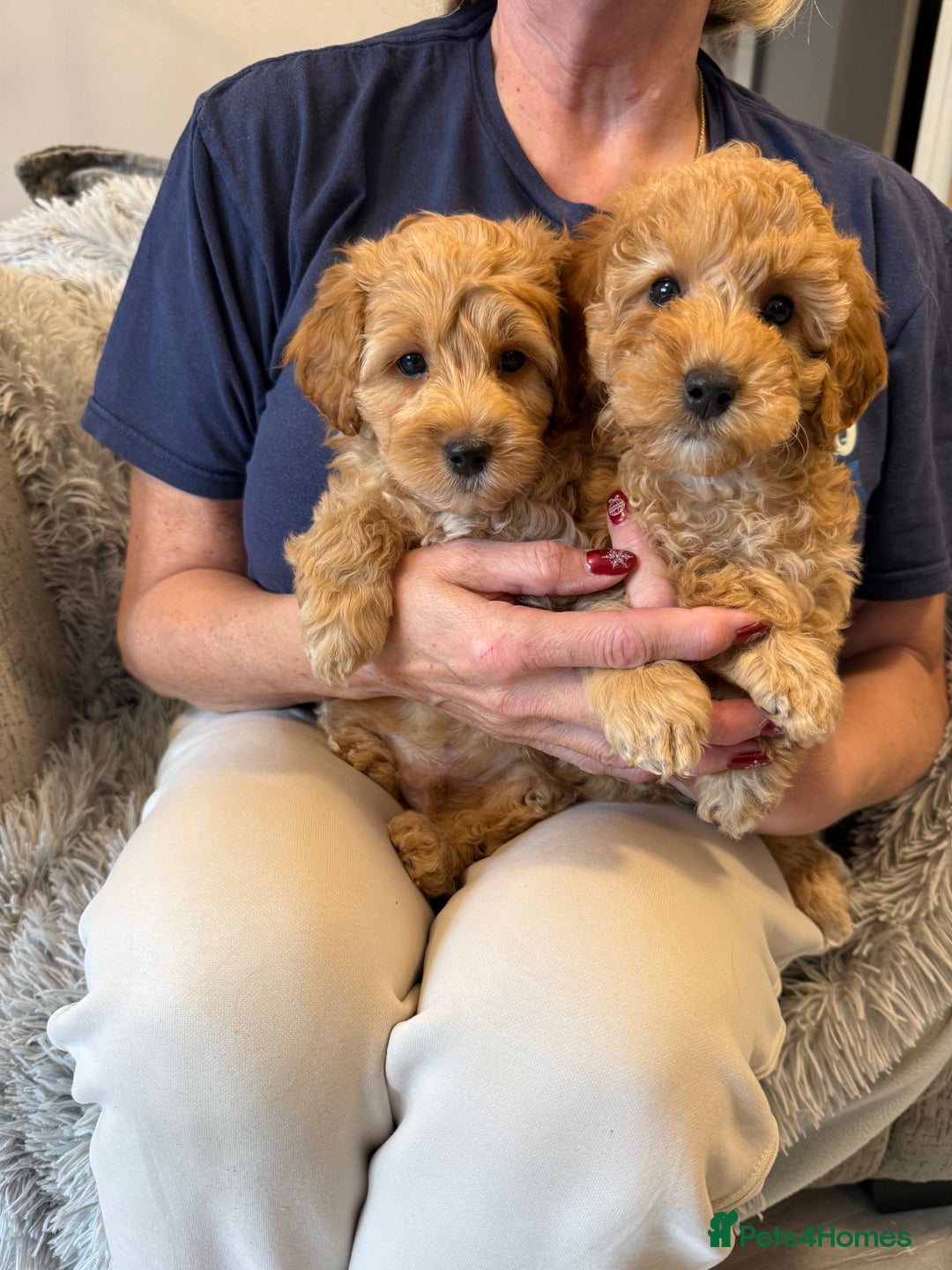 Cockapoo dogs for sale: F2Bb Cockapoo puppies  - Advert 5