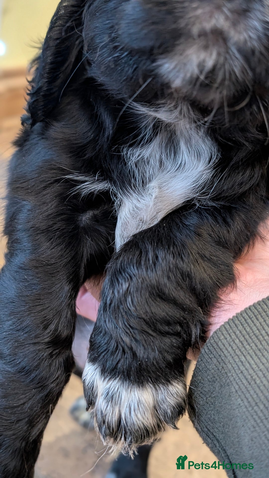Cocker Spaniel dogs for sale: One black Working Cocker Spaniel female available - Advert 2