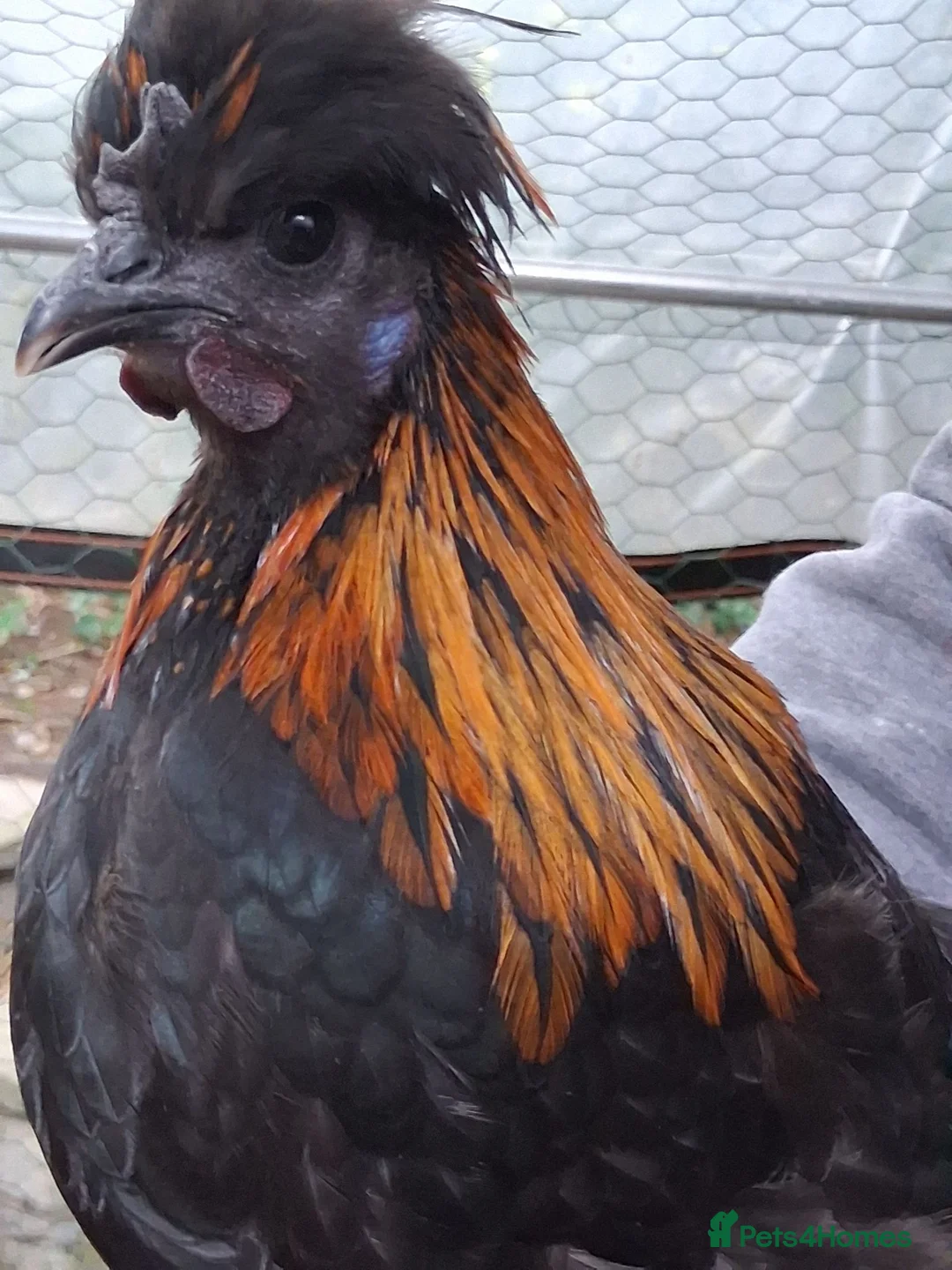 Chickens poultry for sale: Polish x silkie Roosters in Bude - Advert 2