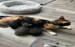 Siamese cats for sale: Siamese Cross Kittens - Image 15