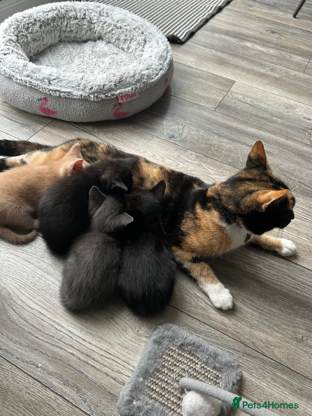 Siamese cats for sale: Siamese Cross Kittens - Image 15
