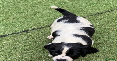 English Springer Spaniel dogs - Advert 16