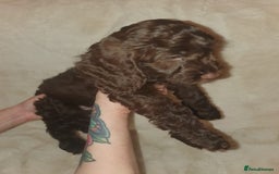 Cockapoo dogs for sale: F2 cockapoos  - Image 6