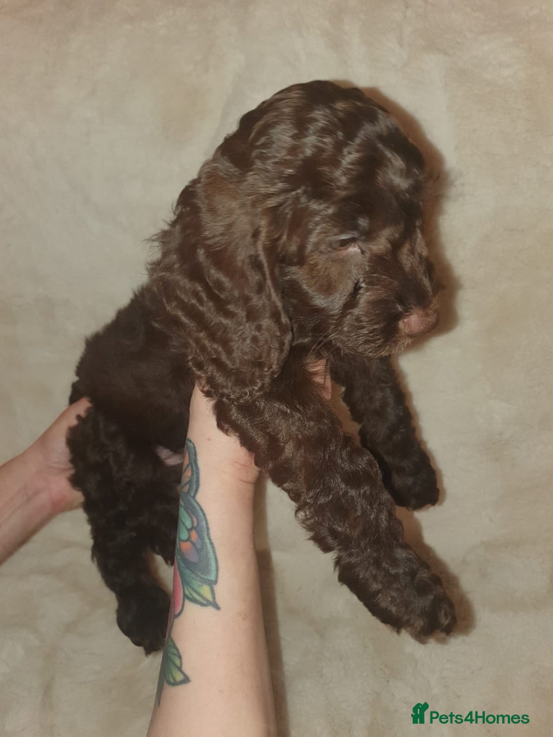 Cockapoo dogs for sale: F2 cockapoos  - Image 6