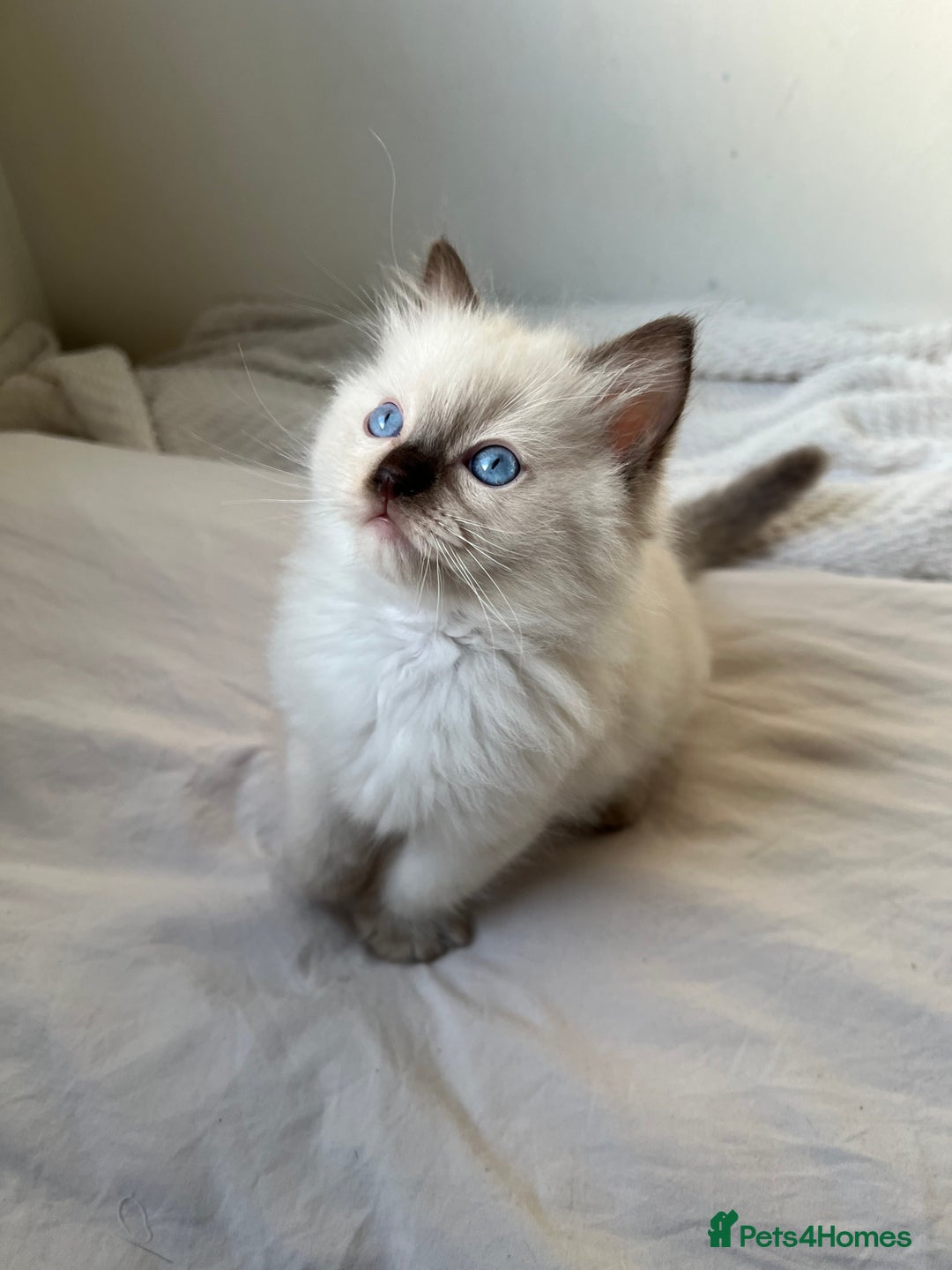 Ragdoll cats for sale: Adorable Ragdoll Kittens  🐾 - Advert 3