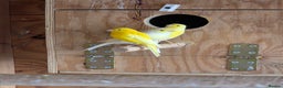 Canaries birds for sale: Canary - Advert 5