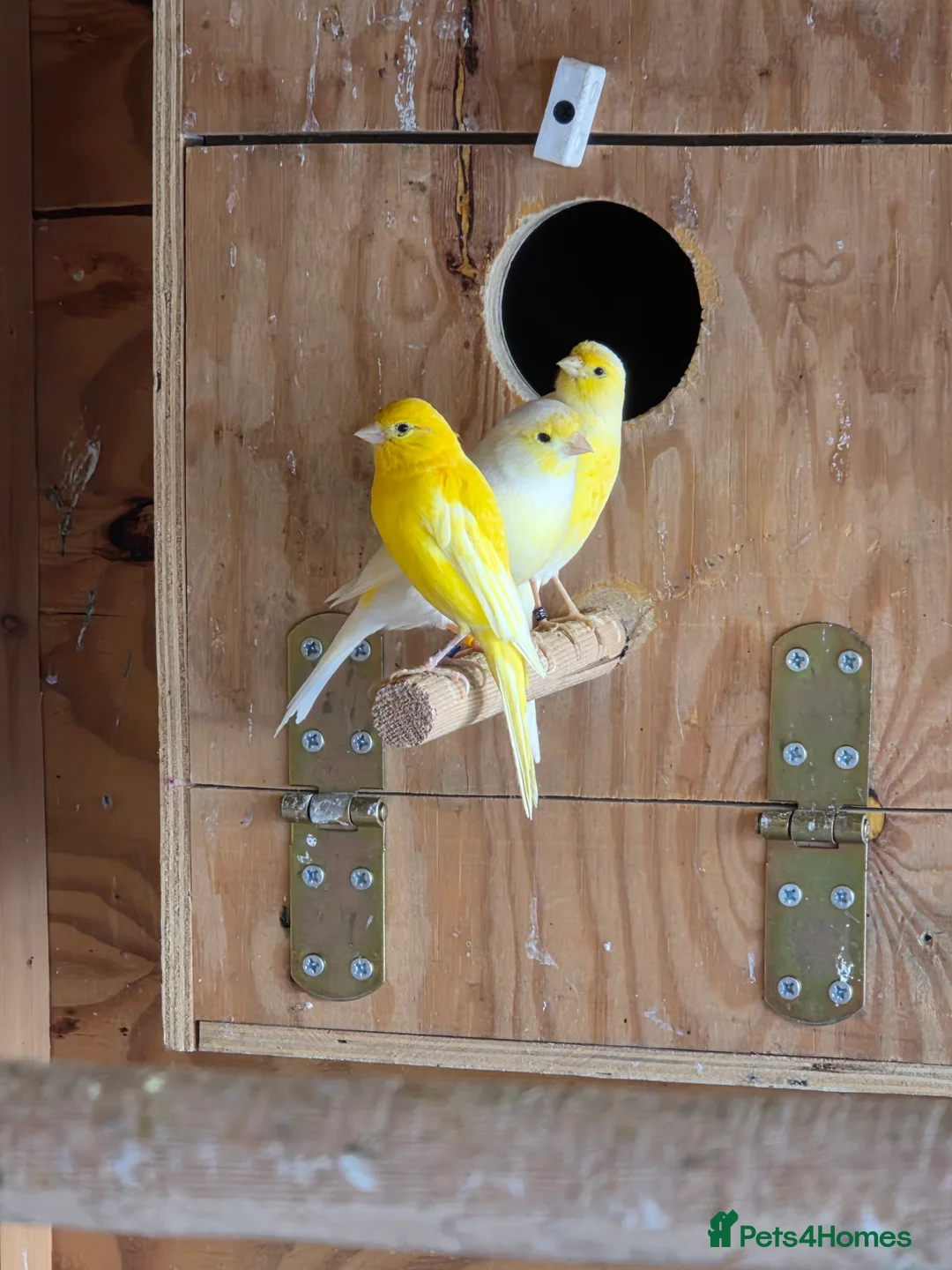 Canaries birds for sale: Canary - Advert 5