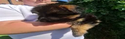 German Shepherd dogs for sale: German shepherd pups - Advert 4
