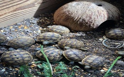 Tortoise reptiles for sale: Mediterranean Spurthigh tortoise hatchlings - Image 3