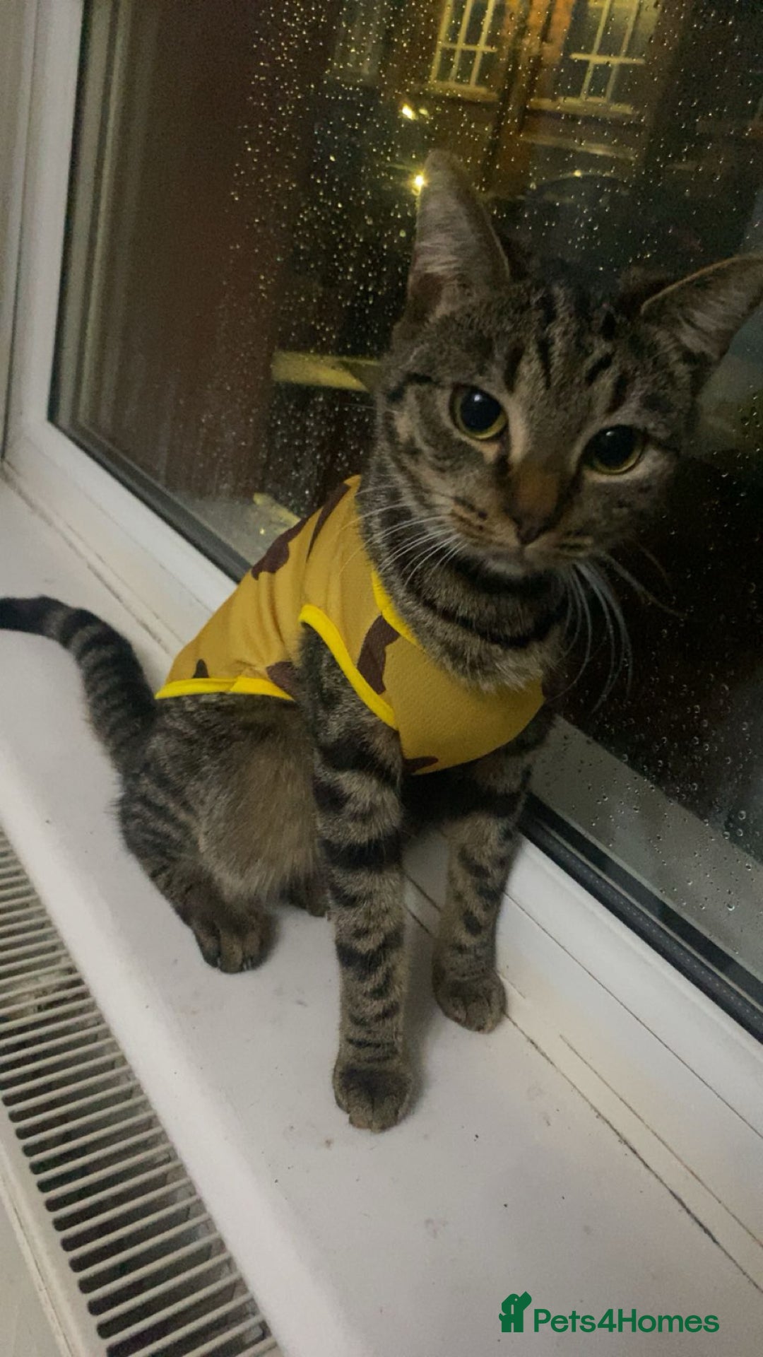 Mixed Breed cats for sale: Female Tabby for sale - Advert 2