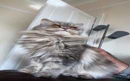 Persian cats for sale: Persian Cat - Image 4