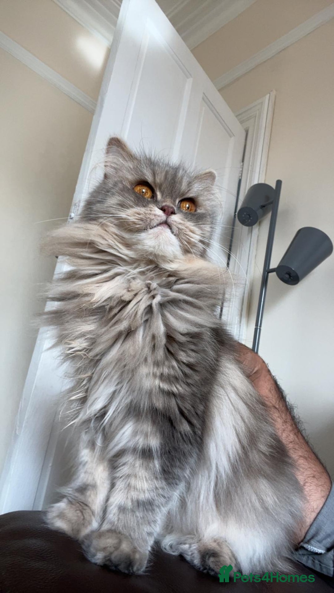 Persian cats for sale: Persian Cat - Image 4