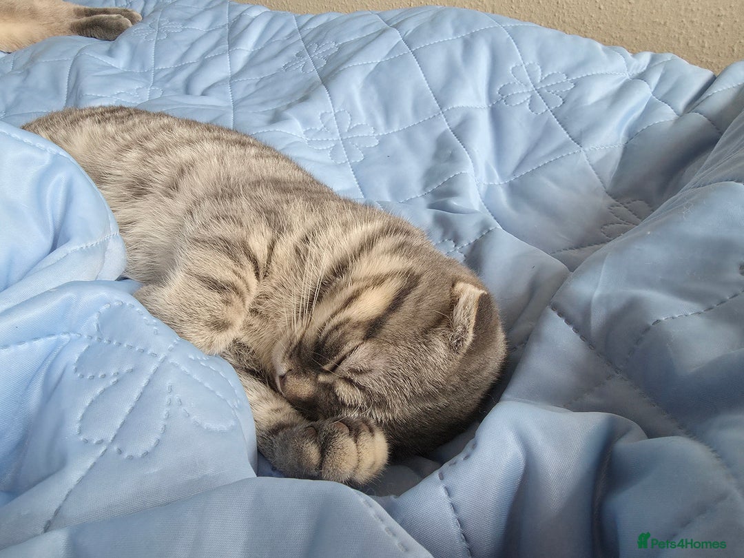 Scottish Fold cats for sale: Scottish Fold kitten. (last boy) - Image 3