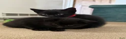 Mixed Breed cats for sale: Black female kitten  - Advert 3