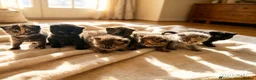 British Shorthair cats for sale: Stunning British Short Hair kittens  in Leyland - Advert 6