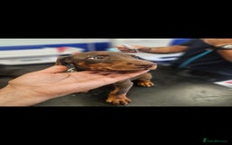 Dobermann dogs for sale: Elite Class World Champion Pedigree Pups KC'D - Image 9