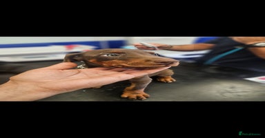 Dobermann dogs - Advert 4
