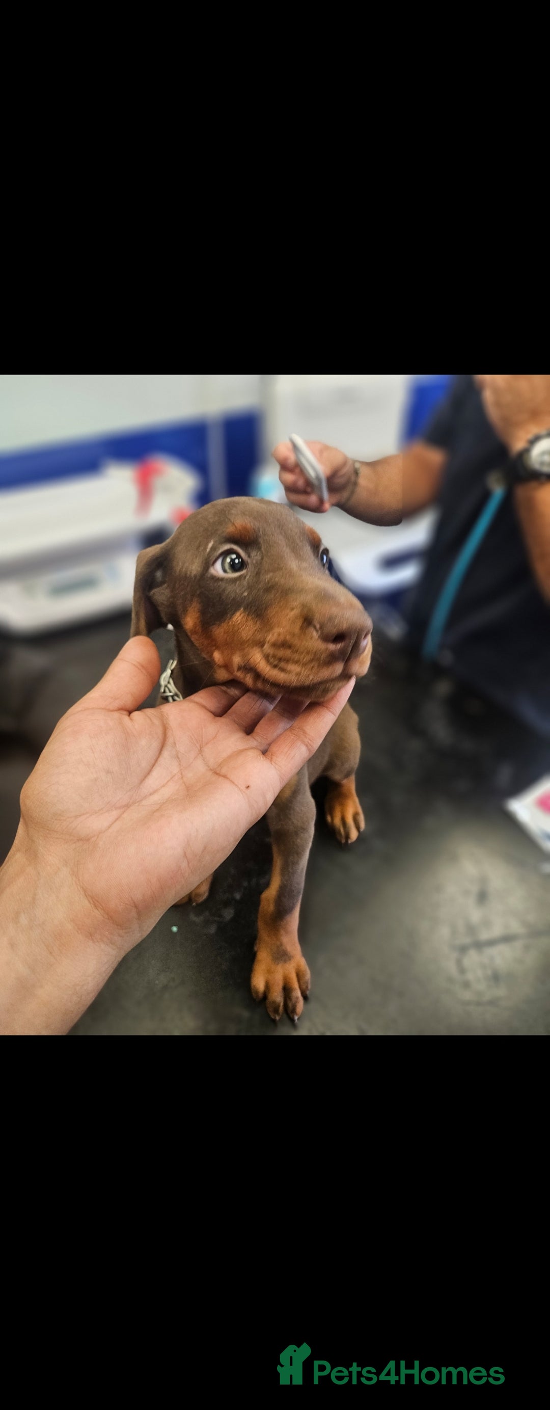Dobermann dogs for sale: Elite Class World Champion Pedigree Pups KC'D - Image 9