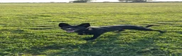 German Shepherd dogs for sale: Luna German Shepherd  in Hull - Advert 5
