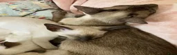 Siamese cats for sale: Siamese kittens - Advert 20