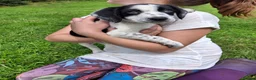 Mixed Breed dogs for sale: Border Collie x Cocker Spaniel  - Advert 7