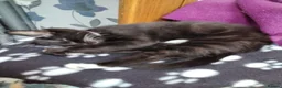 Mixed Breed cats for sale: 2 gorgeous playful kittens - Advert 7