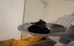 Mixed Breed cats for sale: Adorable Kittens Looking for Loving Homes - Image 5
