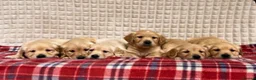 Golden Retriever dogs for sale: GORGEOUS GOLDEN RETRIEVER PUPPIES  in Carmarthen - Advert 3