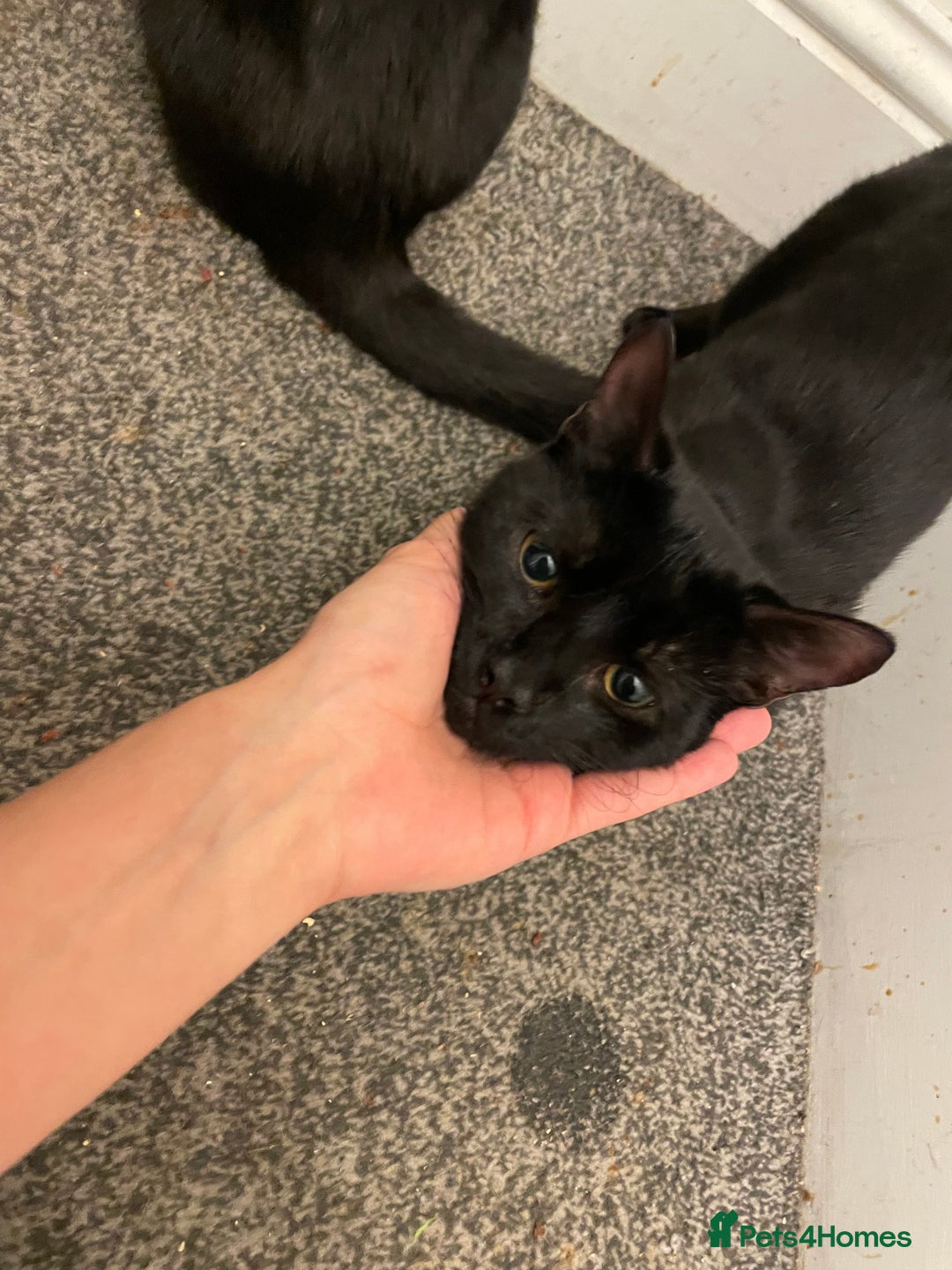 Mixed Breed cats for sale: *Free££* Beautiful brothers looking loving home - Advert 13