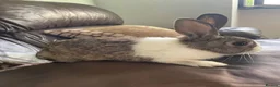 Dutch rabbits for sale: Dutch Rabbit in Ruislip - Advert 1