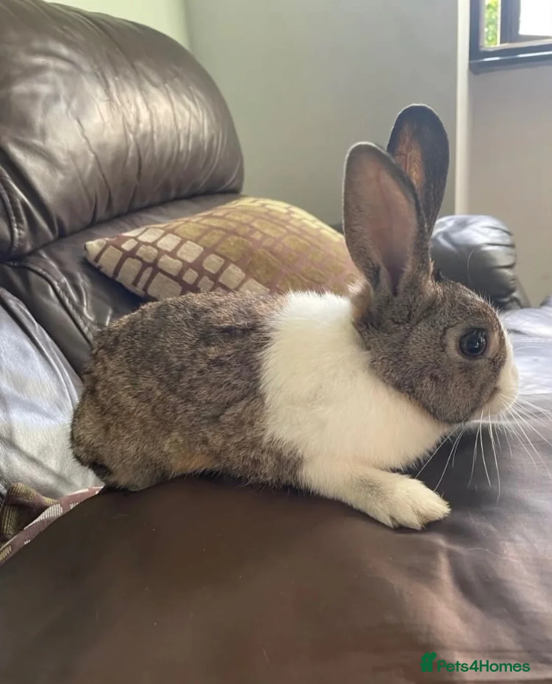 Dutch rabbits for sale: Dutch Rabbit in Ruislip - Advert 1