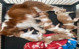 Cavalier King Charles Spaniel dogs for sale: 🐶 true miniature King Charles puppy’s 🐶 - Image 6