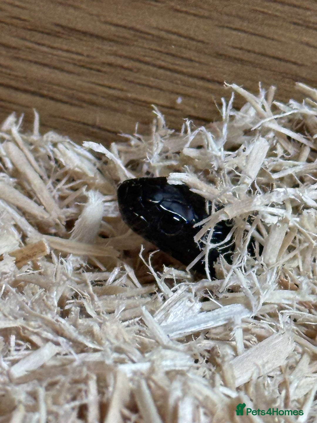 King Snake reptiles for sale: Male Mexican Black King Snake & Enclosure - Image 4