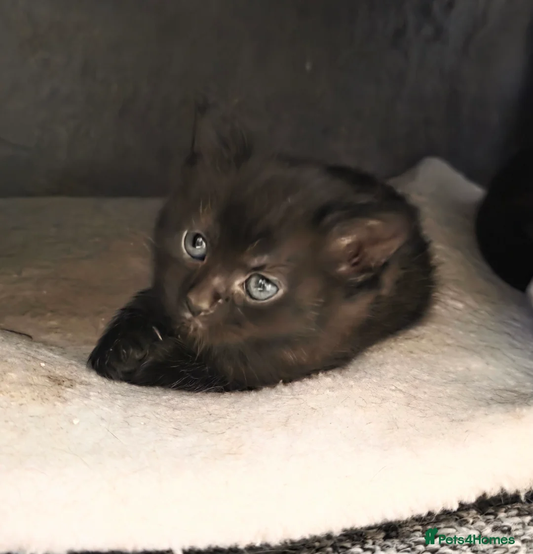 Mixed Breed cats for sale: 2 kittens left in litter - Advert 1