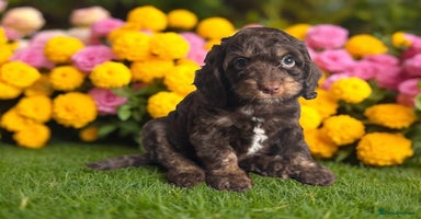 Cockapoo dogs - Advert 12