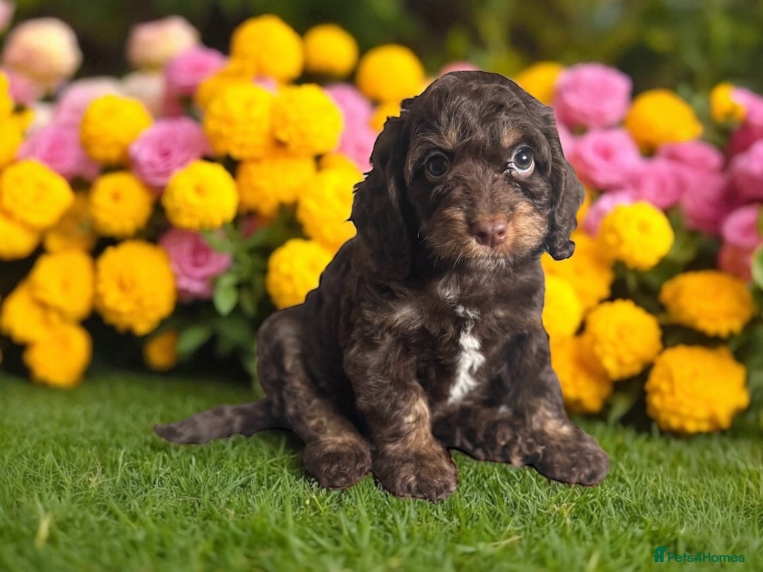 Cockapoo dogs for sale: ⭐️READY NOW⭐️ chocolate tri colour health clear - Image 2