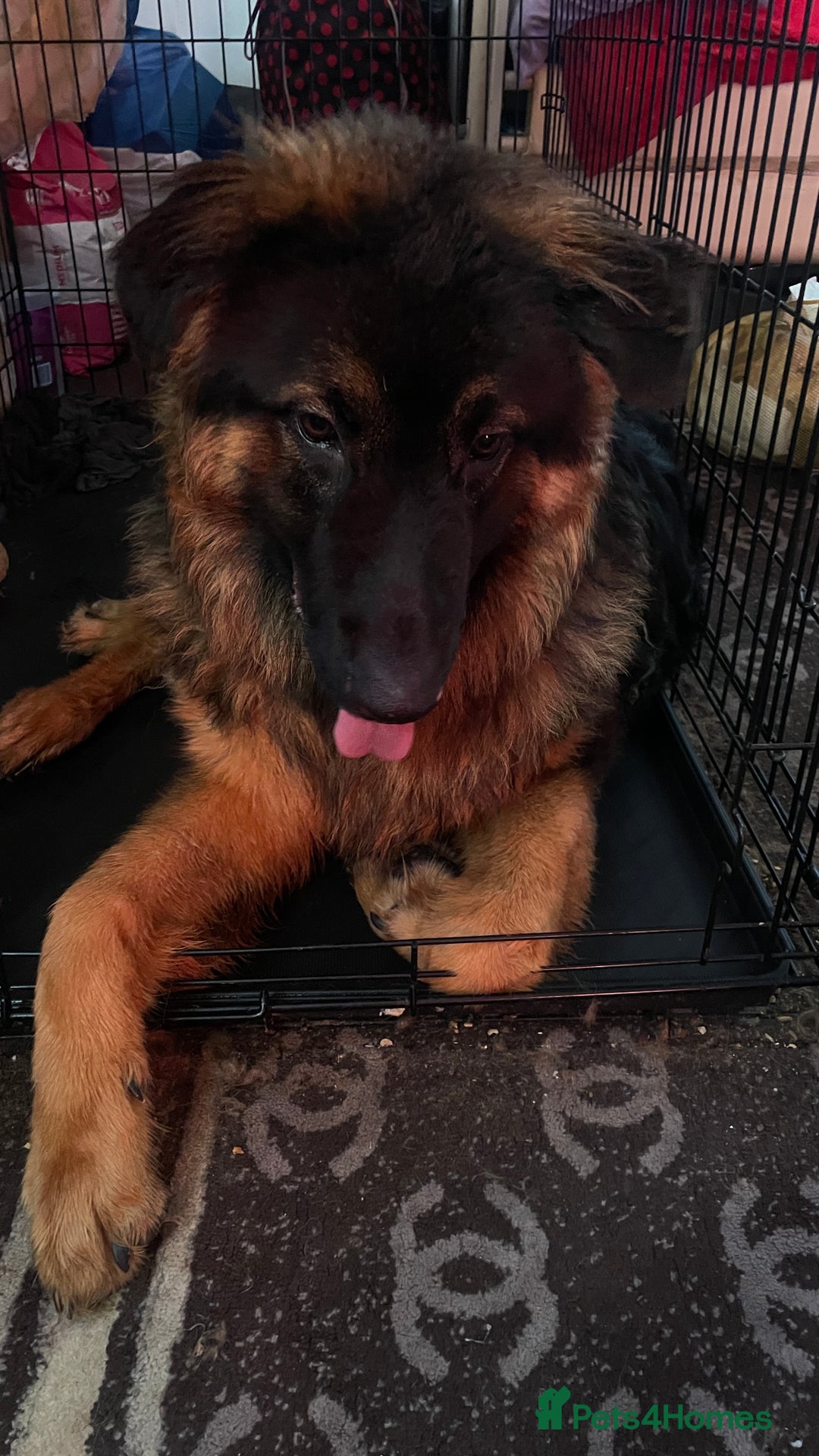 German Shepherd dogs for sale: german shepherd for sale - Advert 3