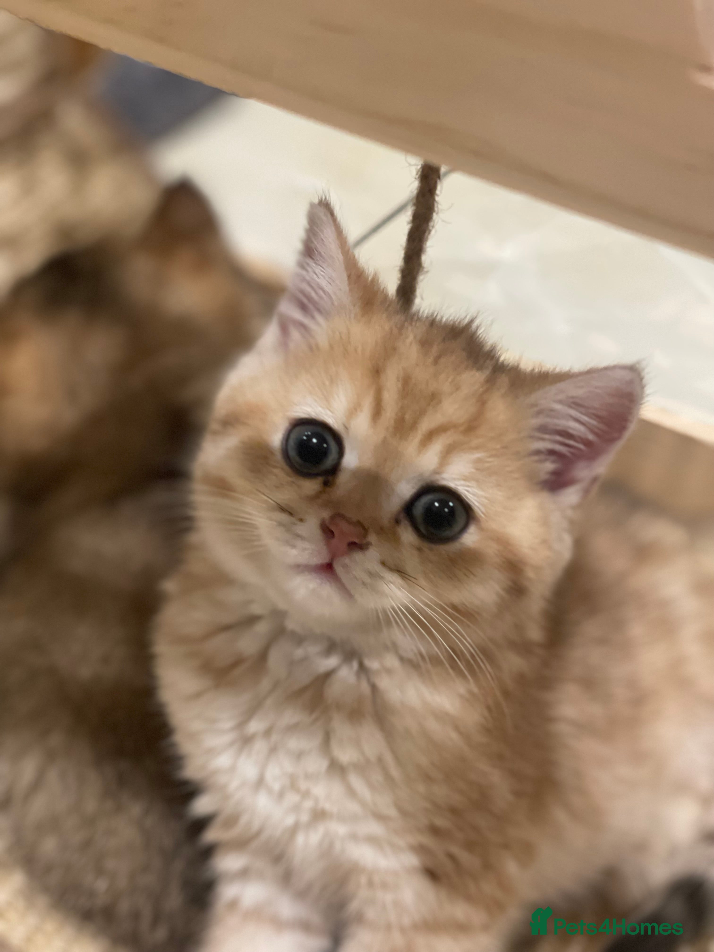 British Shorthair cats for sale: British Shorthairs  - Advert 2
